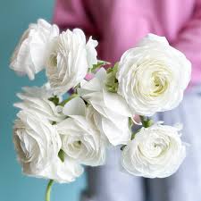 Attēlu rezultāti vaicājumam “Ranunculus elatior flower”