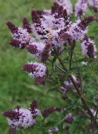 Attēlu rezultāti vaicājumam “Mentha x verticillata leaf”