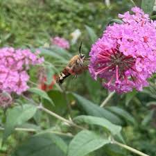 Attēlu rezultāti vaicājumam “Hemaris fuciformis”