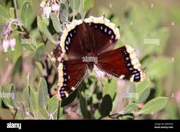 Attēlu rezultāti vaicājumam “Nymphalis antiopa”