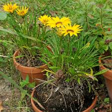 Image result for Gazanien