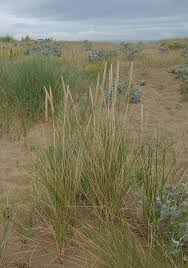 Attēlu rezultāti vaicājumam “Ammophila arenaria”