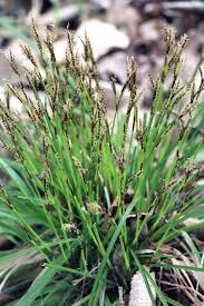 Attēlu rezultāti vaicājumam “Carex digitata flower”
