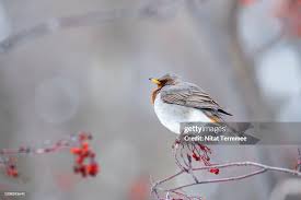 Image result for Turdus ruficollis