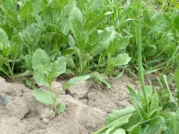 Attēlu rezultāti vaicājumam “Sisymbrium volgense”