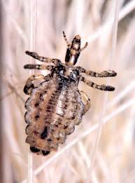 Attēlu rezultāti vaicājumam “Phthiraptera”