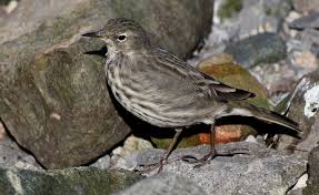 Attēlu rezultāti vaicājumam “Anthus petrosus”