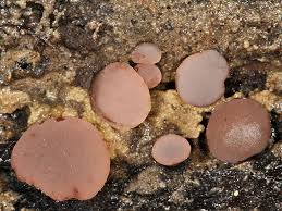 Attēlu rezultāti vaicājumam “Ombrophila violacea”