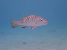 Image result for Lutjanus novemfasciatus