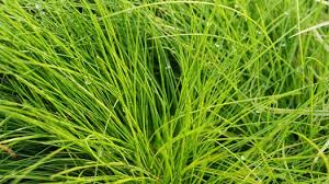 Attēlu rezultāti vaicājumam “Deschampsia flexuosa bud”