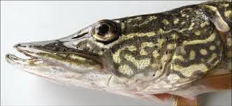 Attēlu rezultāti vaicājumam “Esox lucius”