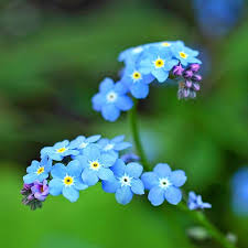 Image result for Vergissmeinnicht