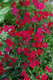 Attēlu rezultāti vaicājumam “Dianthus deltoides flower”