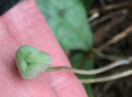 Attēlu rezultāti vaicājumam “Diderma umbilicatum young”