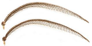 Attēlu rezultāti vaicājumam “Larentia clavaria”