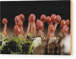 Attēlu rezultāti vaicājumam “Hemitrichia sp.”