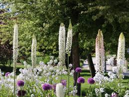 Image result for Steppenkerze