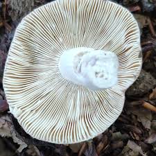 Attēlu rezultāti vaicājumam “Russula vesca”