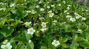 Attēlu rezultāti vaicājumam “Fragaria viridis leaf”