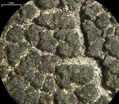 Attēlu rezultāti vaicājumam “Trapeliopsis flexuosa”