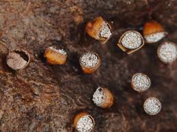 Attēlu rezultāti vaicājumam “Craterium minutum stalked”