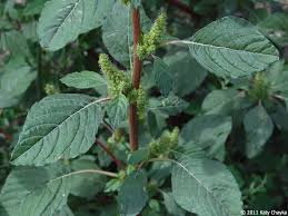 Attēlu rezultāti vaicājumam “Amaranthus retroflexus”