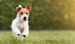 Afbeeldingsresultaat voor honden