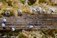 Attēlu rezultāti vaicājumam “Didymium nigripes”