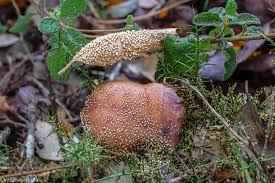 Attēlu rezultāti vaicājumam “Badhamia panicea”