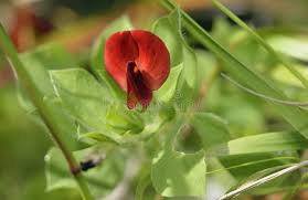 Image result for Lotus tetragonolobus