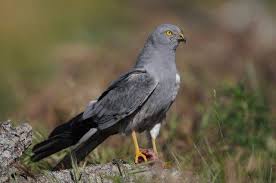 Attēlu rezultāti vaicājumam “Circus pygargus adult”