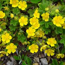 Image result for Potentilla tormentilla
