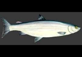 Image result for Coregonus artedi