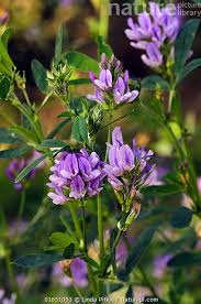 Attēlu rezultāti vaicājumam “Medicago sativa subsp. sativa”