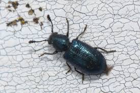 Attēlu rezultāti vaicājumam “Necrobia violacea”