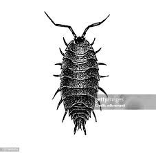 Attēlu rezultāti vaicājumam “Saduria entomon”