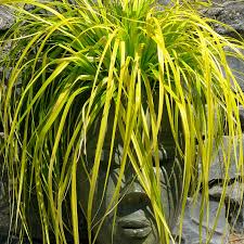 Attēlu rezultāti vaicājumam “Carex loliacea leaf”