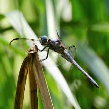 Attēlu rezultāti vaicājumam “Cordulidae”