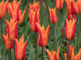 Attēlu rezultāti vaicājumam “Tulipa gesneriana flower”