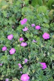 Attēlu rezultāti vaicājumam “Geranium sanguineum”