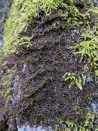 Attēlu rezultāti vaicājumam “Frullania tamarisci”