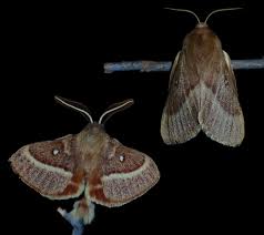 Attēlu rezultāti vaicājumam “Lasiocampa trifolii male”