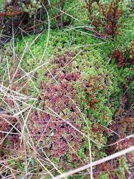 Attēlu rezultāti vaicājumam “Sphagnum capillifolium”