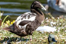 Attēlu rezultāti vaicājumam “Somateria mollissima male”