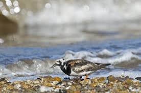 Attēlu rezultāti vaicājumam “Arenaria interpres adult”