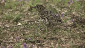 Image result for Zoothera dauma