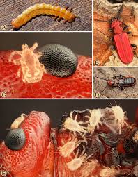 Attēlu rezultāti vaicājumam “Cucujus cinnaberinus larva”