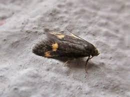 Attēlu rezultāti vaicājumam “Borkhausenia minutella”