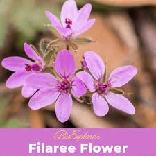 Attēlu rezultāti vaicājumam “Erodium cicutarium”