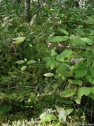 Attēlu rezultāti vaicājumam “Hammarbya paludosa leaf”